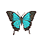 Butterfly Name Unknown [5 KB]