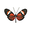 Butterfly Name Unknown [5 KB]