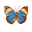 Butterfly Name Unknown [6 KB]