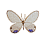 Butterfly Name Unknown [4 KB]