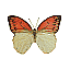 Butterfly Name Unknown [6 KB]