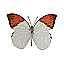 Butterfly Name Unknown [5 KB]