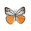 Butterfly Name Unknown [5 KB]