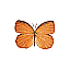 Butterfly Name Unknown [5 KB]