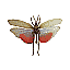 Butterfly Name Unknown [5 KB]