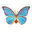 Morpho anaxibia [6 KB]