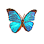 Morpho menelaus [6 KB]