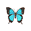 Papilio ulysses 2 [5 KB]