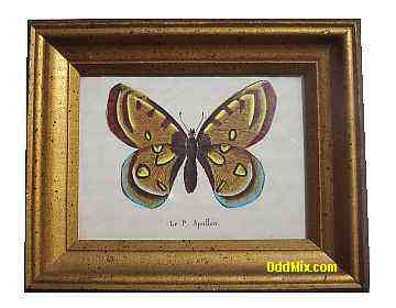 Le P. Apollon Butterfly Arthur Kaplan Co DW-7956 Lithograph Reproduction Framed [12 KB]